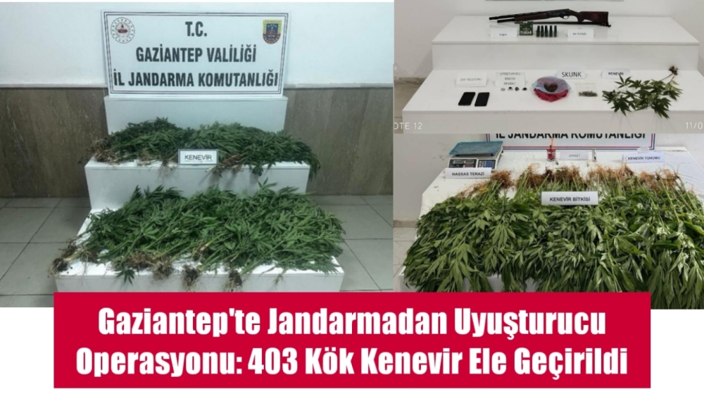 Gaziantep'te Jandarmadan Uyuşturucu Operasyonu: 403 Kök Kenevir Ele Geçirildi